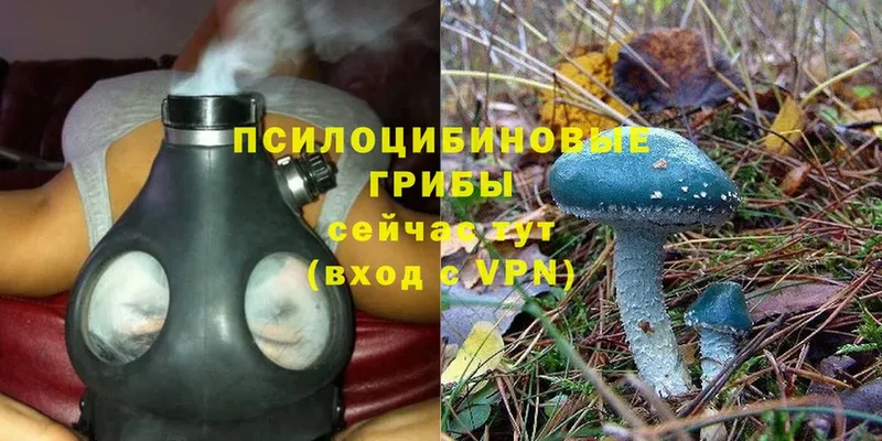 Псилоцибиновые грибы Psilocybine cubensis Губаха